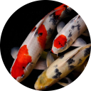 Koi Fish Wallpaper New Tab icon