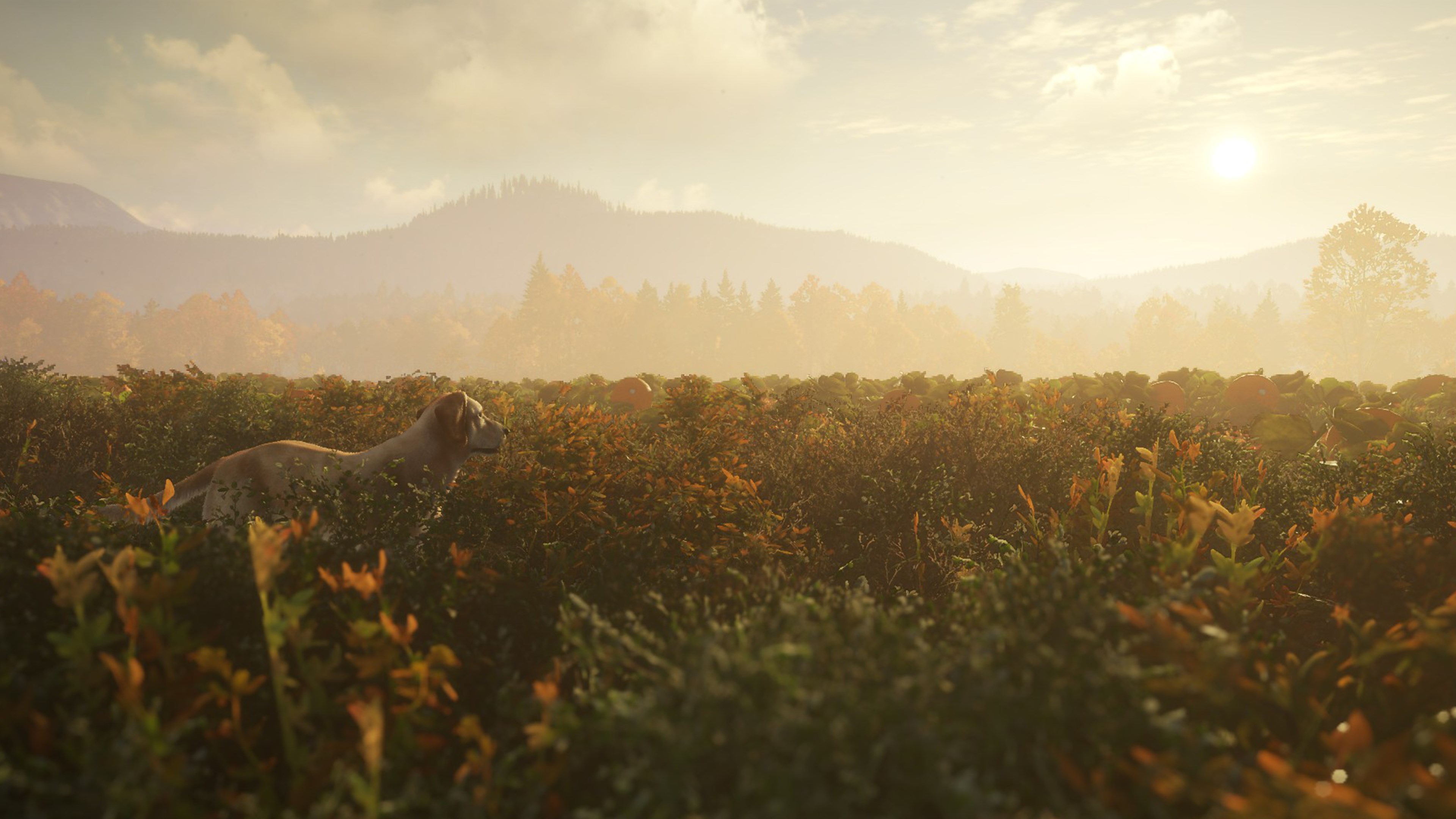 theHunter: Call of the Wild™ - Labrador Retriever - Windows 10 | Xbox | Chiave | Privato