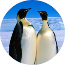 Penguin Wallpaper icon
