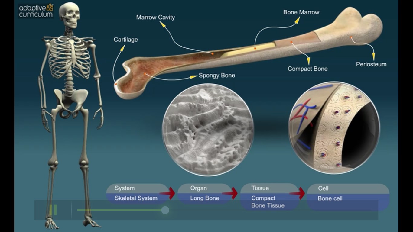 Bone system. Bone structure. Костная система спортсмена. Bones System. Chemical structure of Bones.