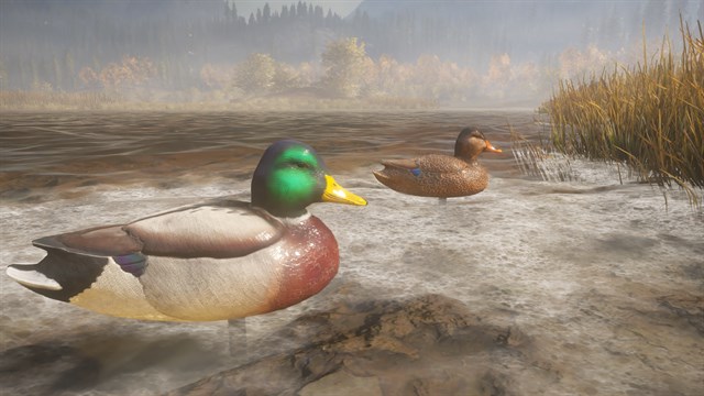 theHunter: Call of the Wild - Duck and Cover Pack - Windows 10 screenshot 1