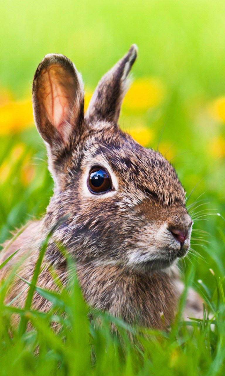 Dapatkan Wallpaper Hewan Microsoft Store Id Id