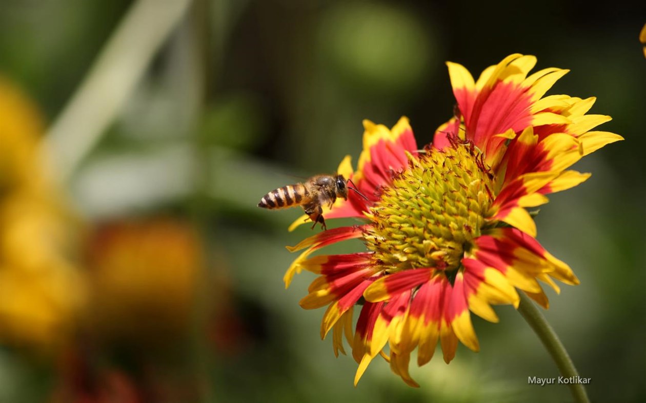 #3. Bees by Mayur Kotlikar (Windows) 由: Microsoft Corporation