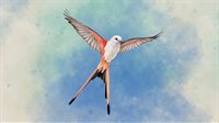 WINGSPAN (À TIRE D'AILES)