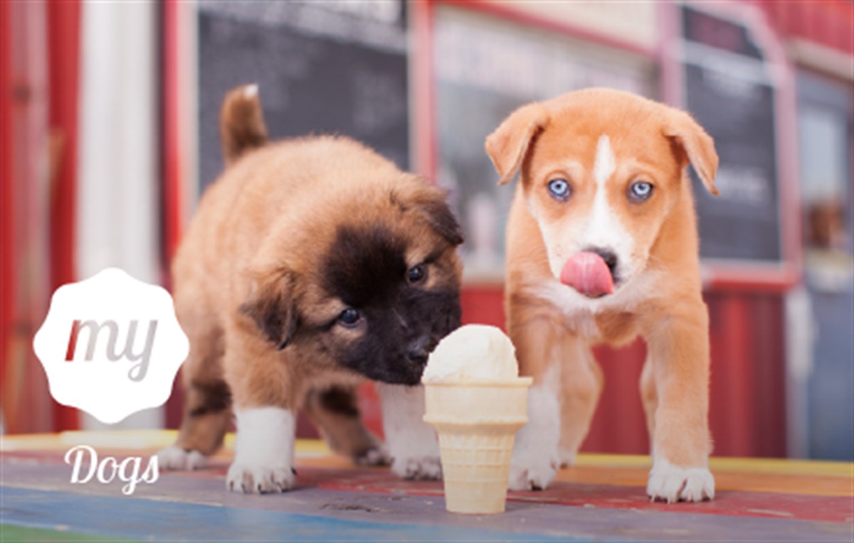 My Dogs HD Wallpaper Cute Dog Puppy New Tab