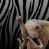 Zoo Simulator