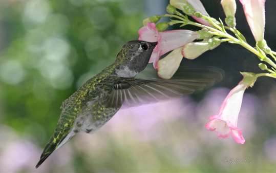 Hummingbirds by Desiree Skatvold screenshot 1