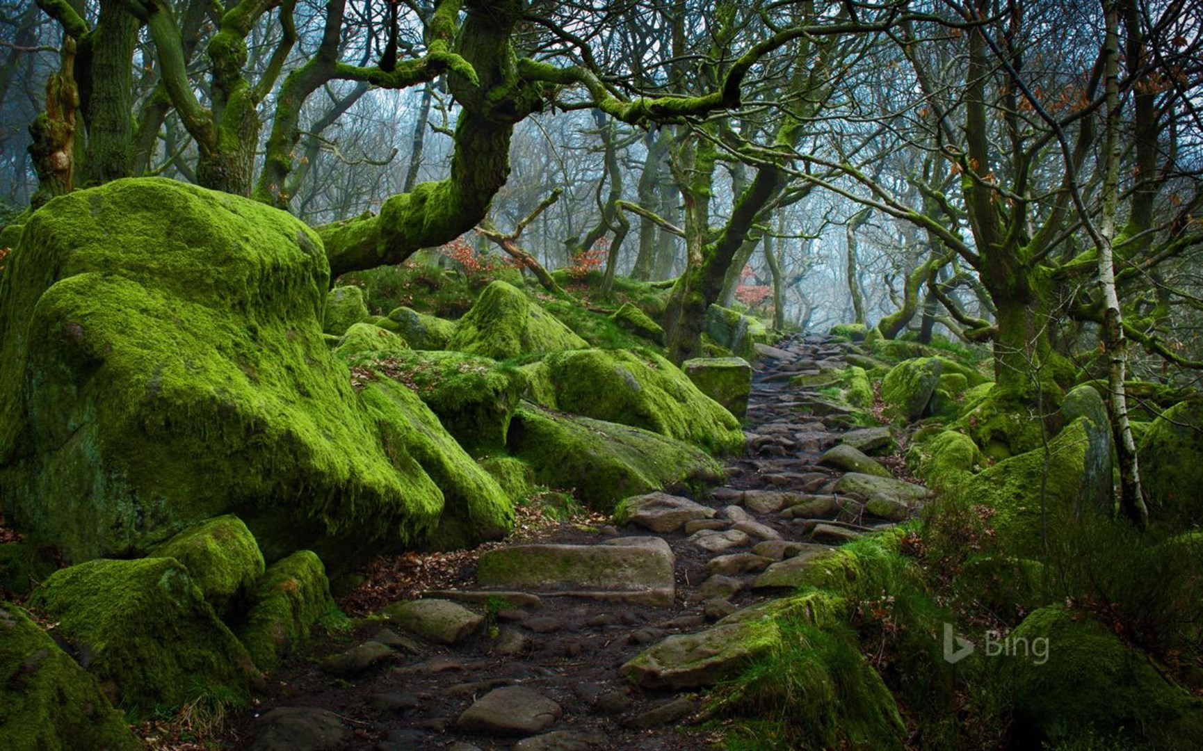 Bing Wallpapers - Page 1  Landscape, Nature, Green trees