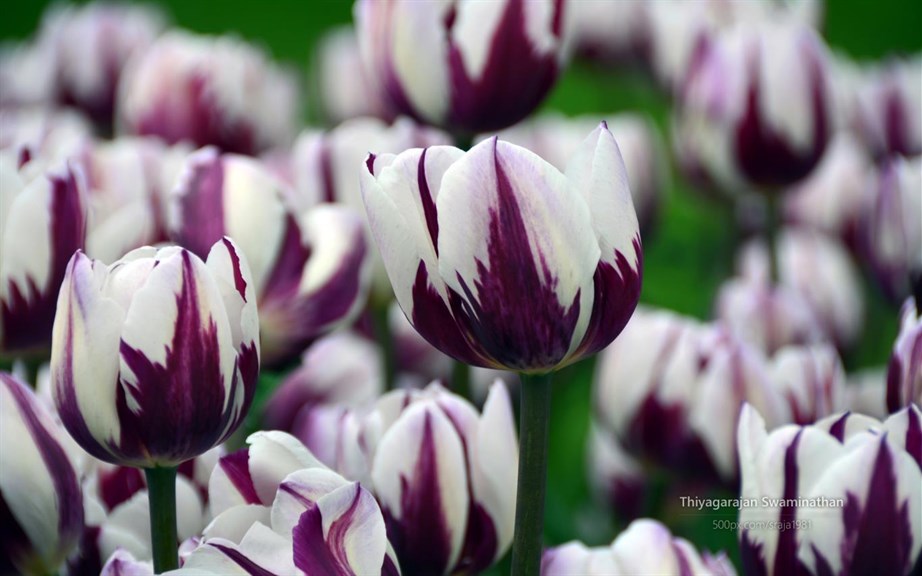 Tulip Festival by Thiyagarajan Swaminathan_3