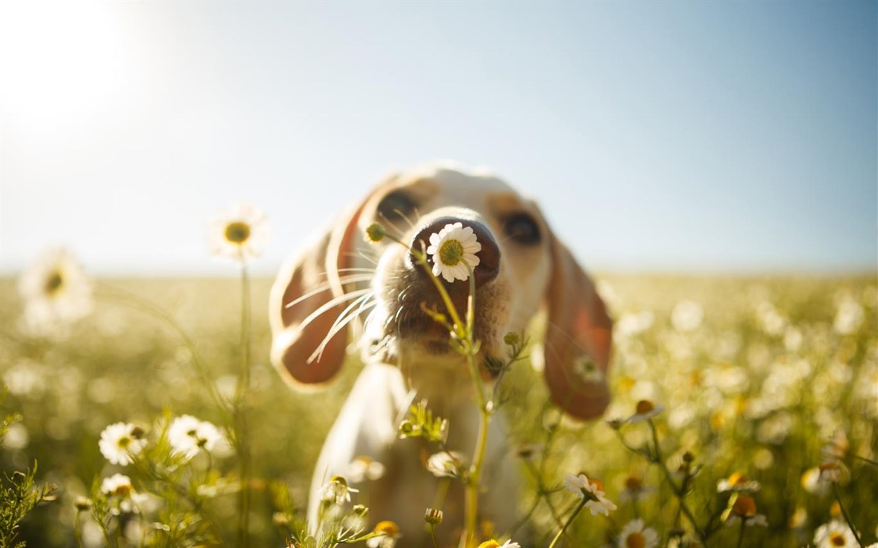 #1. Springtime Animals (Windows) Podle: Microsoft Corporation