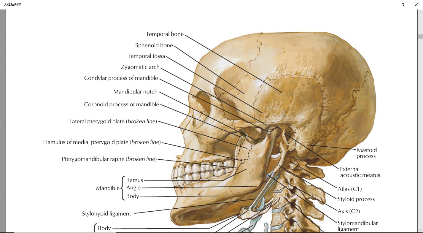 购买人体解剖学图谱21专业版 Microsoft Store Zh Cn