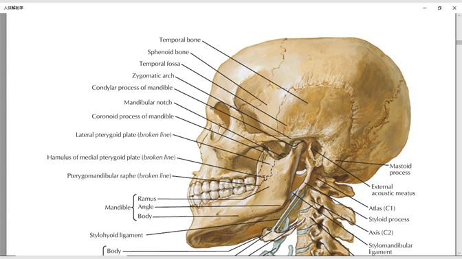 购买人体解剖学图谱21专业版 Microsoft Store Zh Cn
