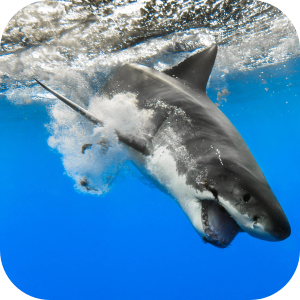Shark Wallpaper HD HomePage