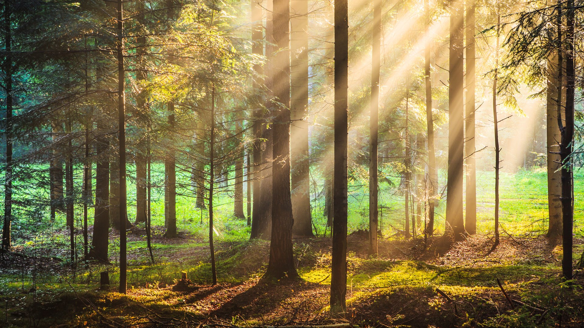Get Forest for the Trees Microsoft Store Get Forest for the Trees Microsoft Store