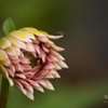 Garden Glimpses by Rangan Das