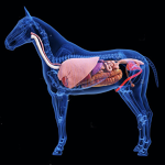 Horse Anatomy Workbook