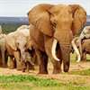 Animal_Wallpapers
