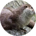 Otter Wallpaper New Tab icon