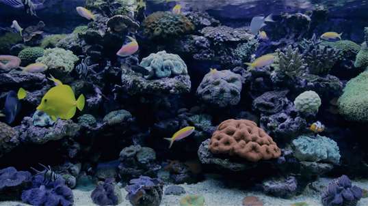Coral Fish Aquarium screenshot 1