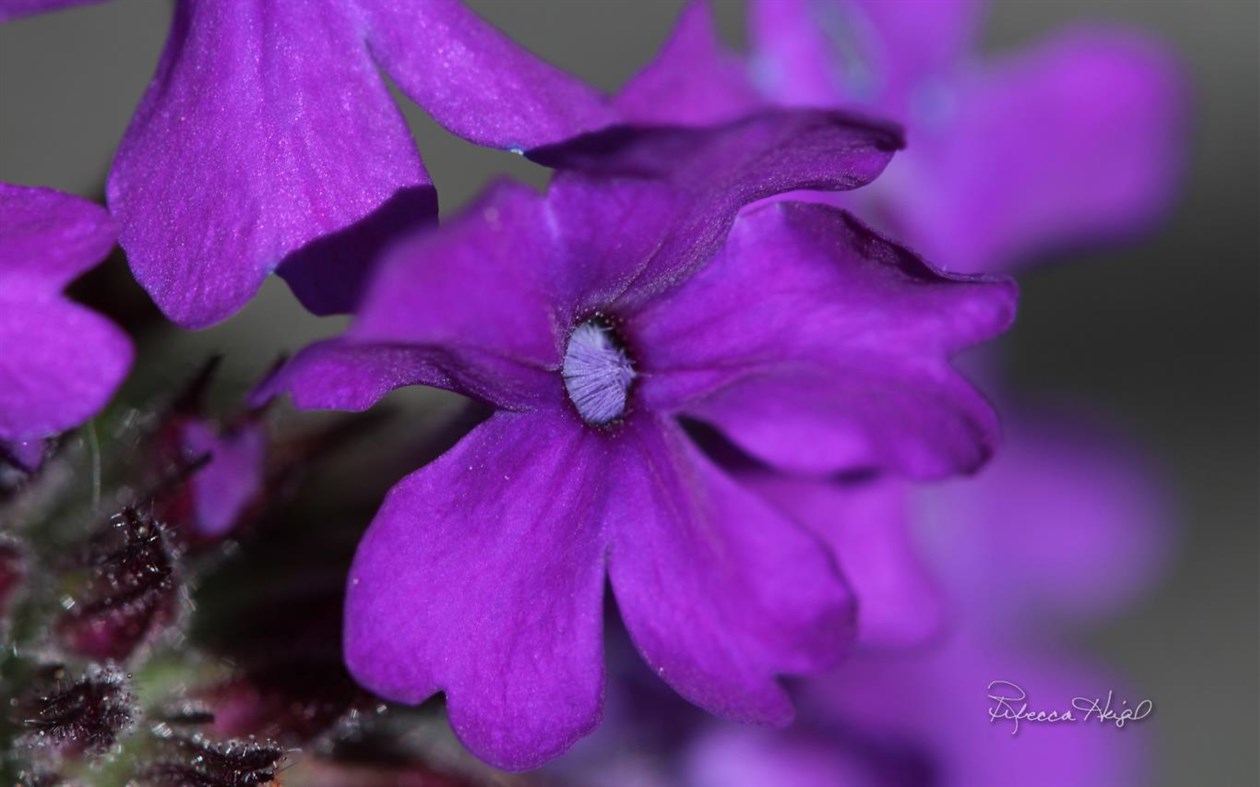 #1. Spring Blooms 2 by Rebecca Heigel (Windows) 由: Microsoft Corporation