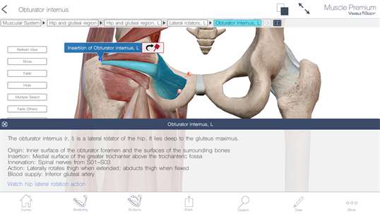 Muscle Premium: 3D Visual Guide for Bones, Joints & Muscles — Human Anatomy & Kinesiology screenshot 1