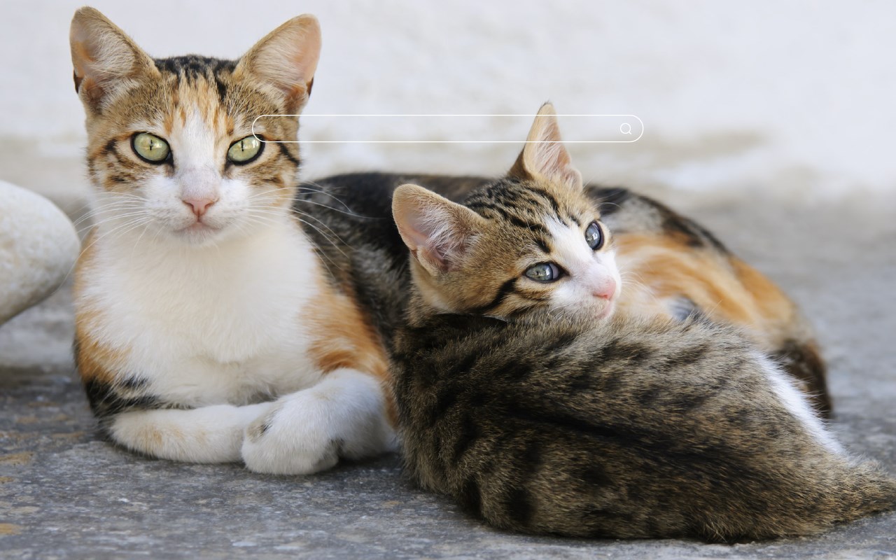 My Cats - Adorable Cat & Kitten Wallpapers