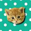 Musical Kittens