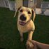 Pets Hotel