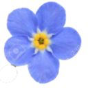 ForgetMeNot icon