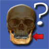 Anatomy Quiz