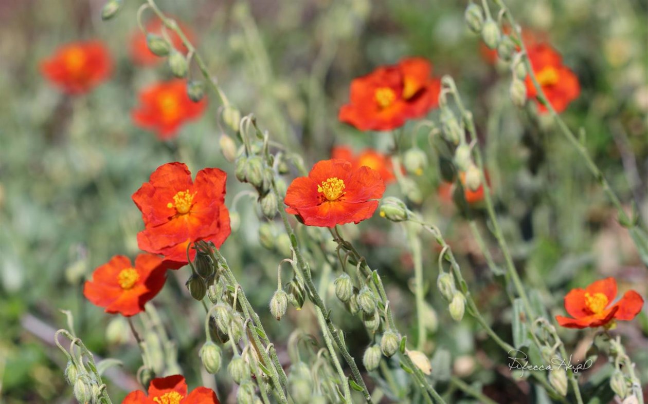 #3. Spring Blooms by Rebecca Heigel (Windows) 由: Microsoft Corporation