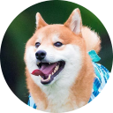 Shiba Inu Wallpaper icon