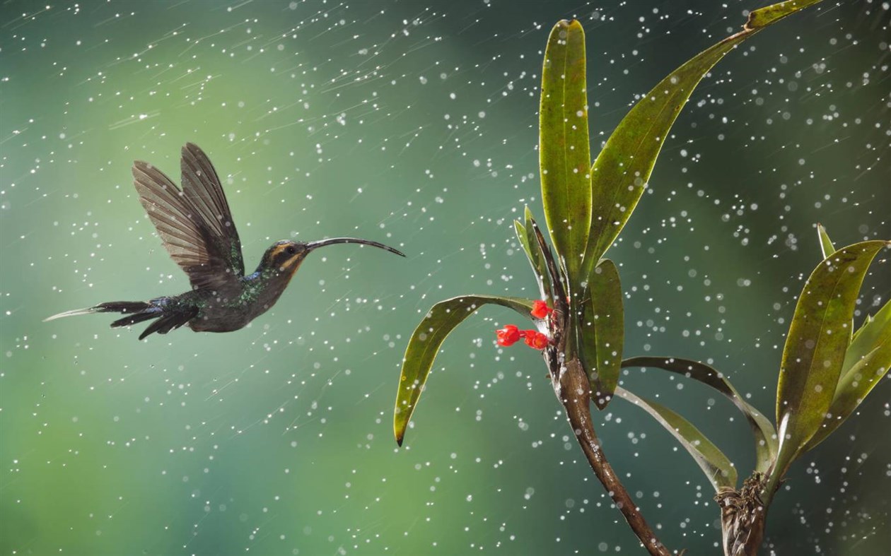 #4. Monsoons (Windows) 由: Microsoft Corporation