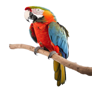 Macaw: Text to speech converter icon