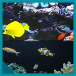 Coral Fish Aquarium