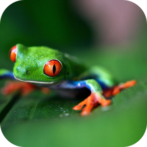 Frog 4k Wallpaper HD HomePage - Microsoft Edge Addons