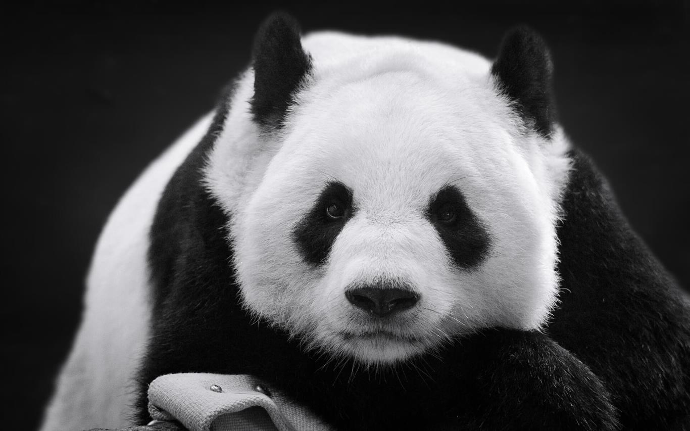 Panda Bears を入手 Microsoft Store Ja Jp