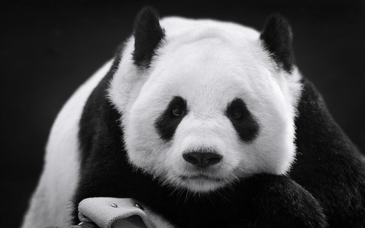 #4. Panda Bears (Windows) Podle: Microsoft Corporation