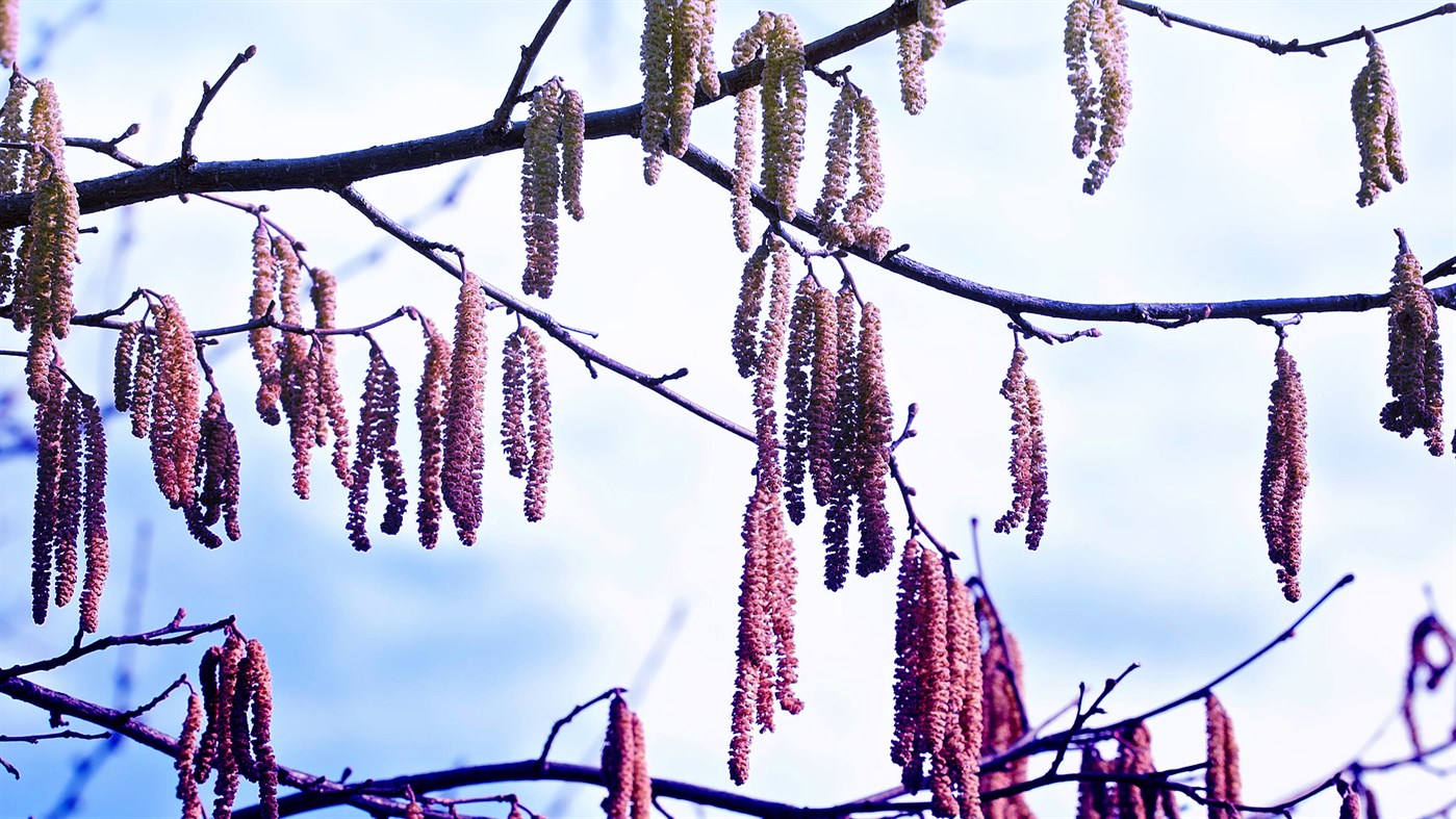 #3. Your Wpaps 3 (Windows) 由: peterolah