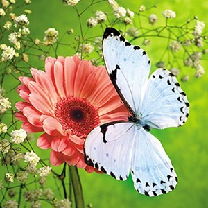 Download Get 3d Butterfly Wallpaper Microsoft Store