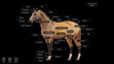 Horse Anatomy: Equine 3D Screenshots 1