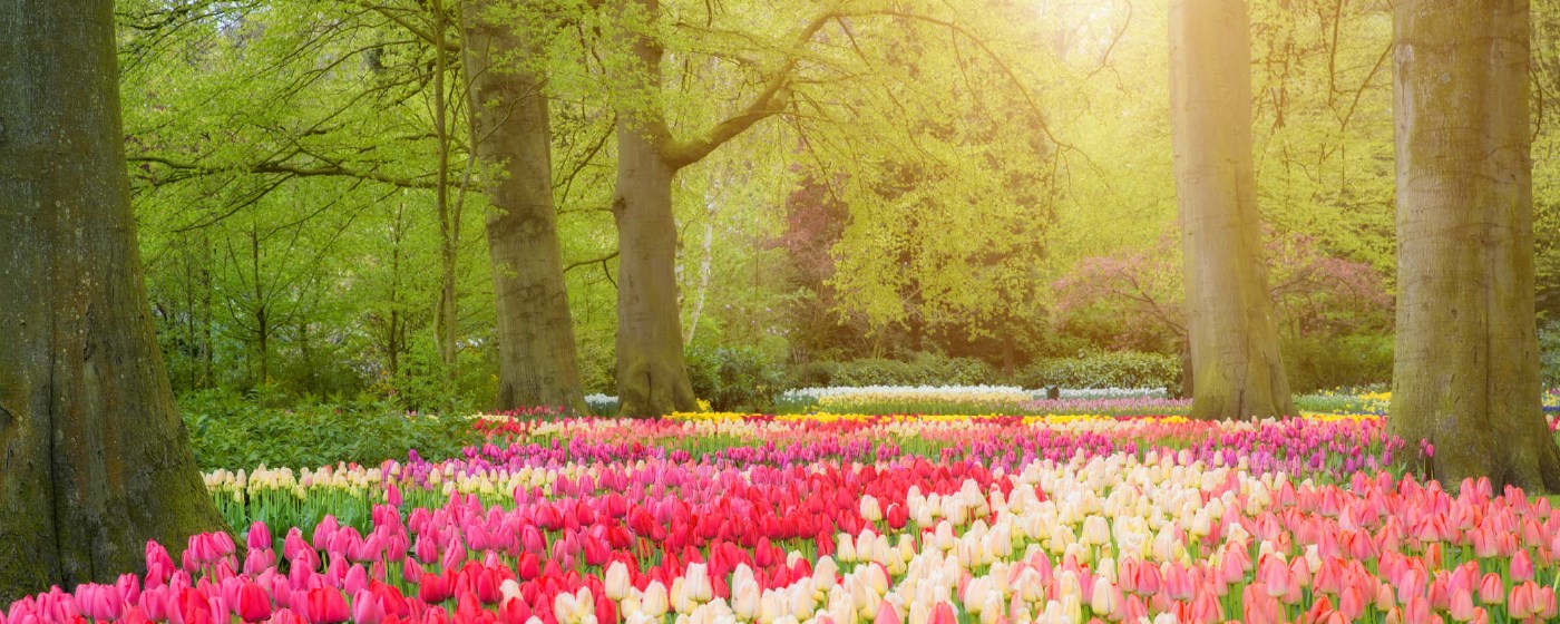 Spring Flowers HD Wallpapers New Tab Theme marquee promo image