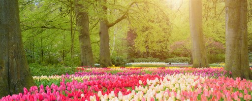 Spring Flowers HD Wallpapers New Tab Theme marquee promo image