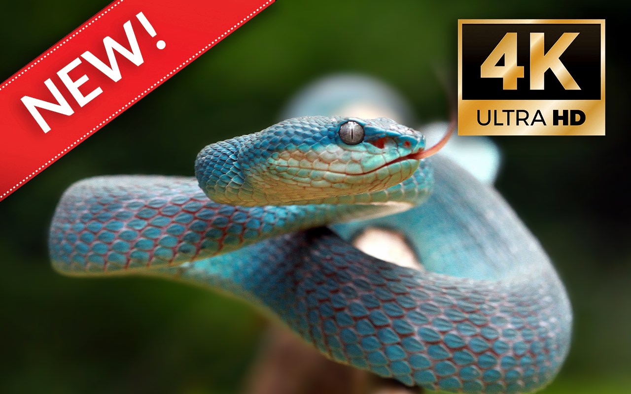 Snakes HD Wallpapers - Custom New Tab promo image