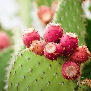 Cactus HD Wallpapers New Tab Theme