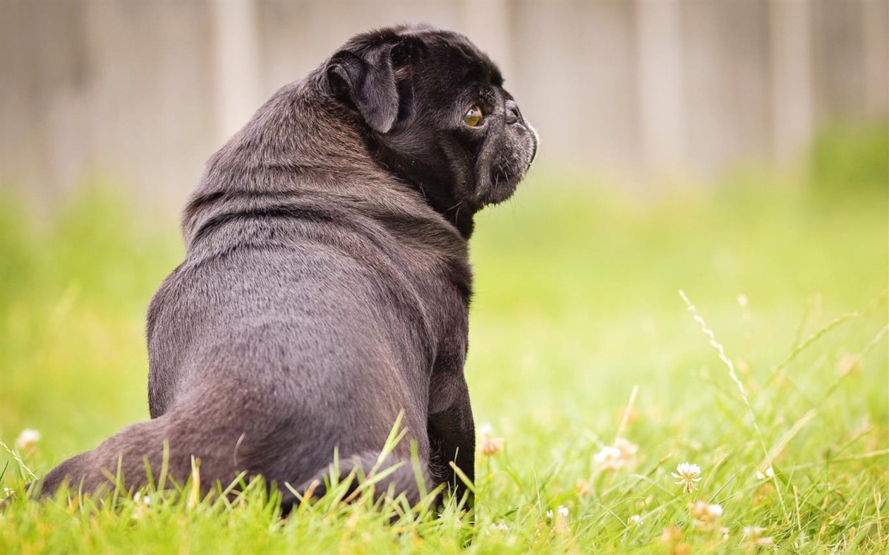 #4. Lovable Pugs (Windows) 由: Microsoft Corporation