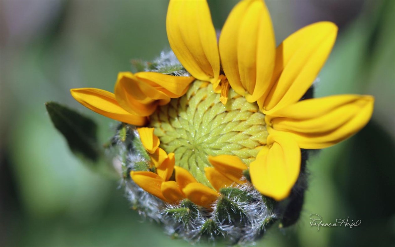 #1. Spring Blooms by Rebecca Heigel (Windows) 由: Microsoft Corporation