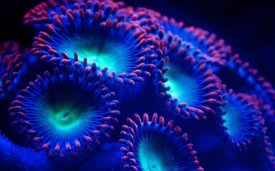 Fish and Corals_4