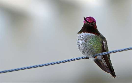 Hummingbirds by Desiree Skatvold screenshot 3
