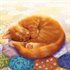 Quilts and Cats of Calico